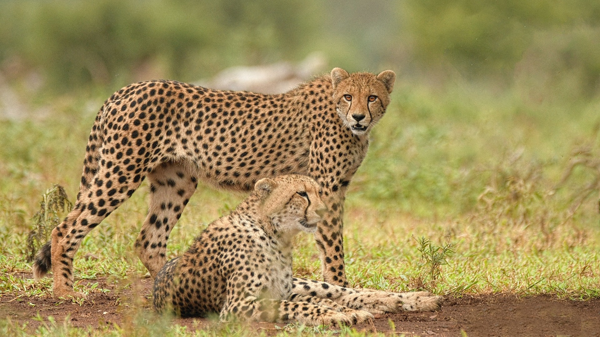 Cheetahs to be reintroduced in India and Mozambique