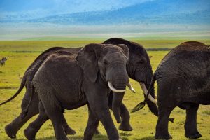 Tanzania’s elephant population is on the rise