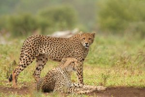 Cheetahs to be reintroduced in India and Mozambique