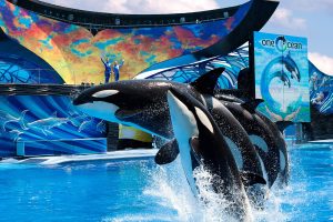 New board of directors for SeaWorld Entertainment