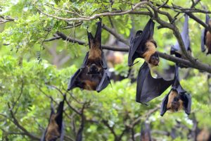 Nipah Bat Virus Kills At Least Two People In Kerala, India