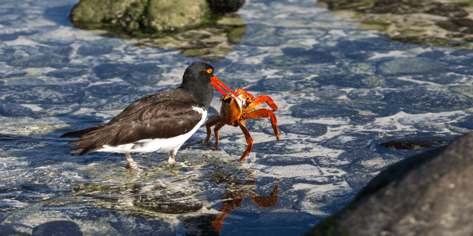 What happens when some of the best world photographers visit Galapagos for 3 days
