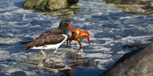 What happens when some of the best world photographers visit Galapagos for 3 days