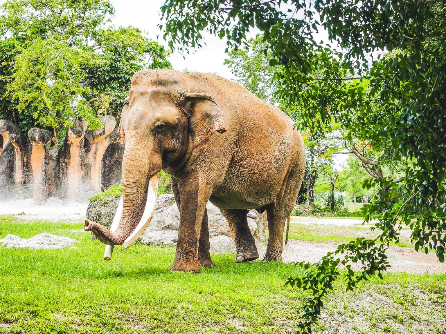 Thailand’s resurgent tourism highlights elephant abuse