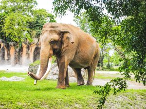 Thailand’s resurgent tourism highlights elephant abuse