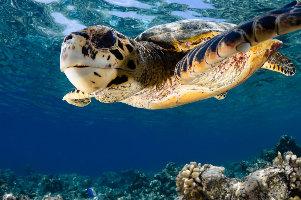 Turtle rescue center welcomed in Maldives
