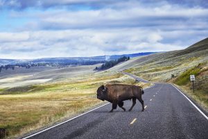 Wildlife Alert Issued by NPS As Two National Park Visitors Were Wounded by Bison