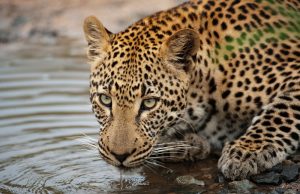 Bucket list – 10 of the most unique national parks in Africa