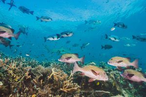 The Tourism Industry Has Committed to Halt Biodiversity Loss by 2030, as Announced at COP15