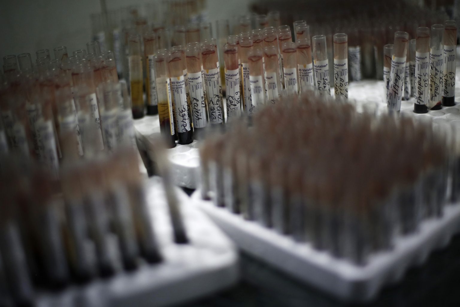 Chikungunya virus: 13 dead and 1,100 contaminations