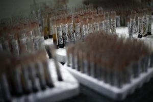 Chikungunya virus: 13 dead and 1,100 contaminations