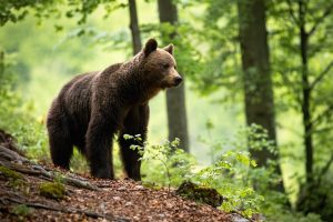 Bear Breaks Free Onboard Aircraft