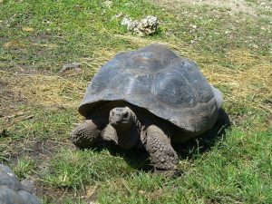 Silversea launches Galápagos tours