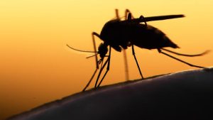 WHO: Zika is no longer an international emergency