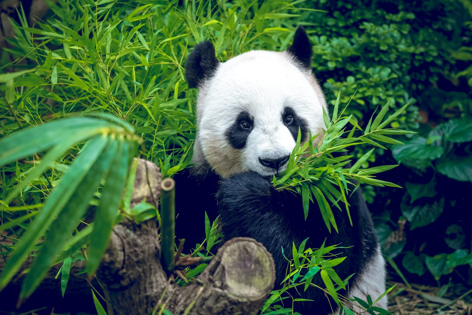 Pandas Journey from Washington to China on Highly Monitored Flight