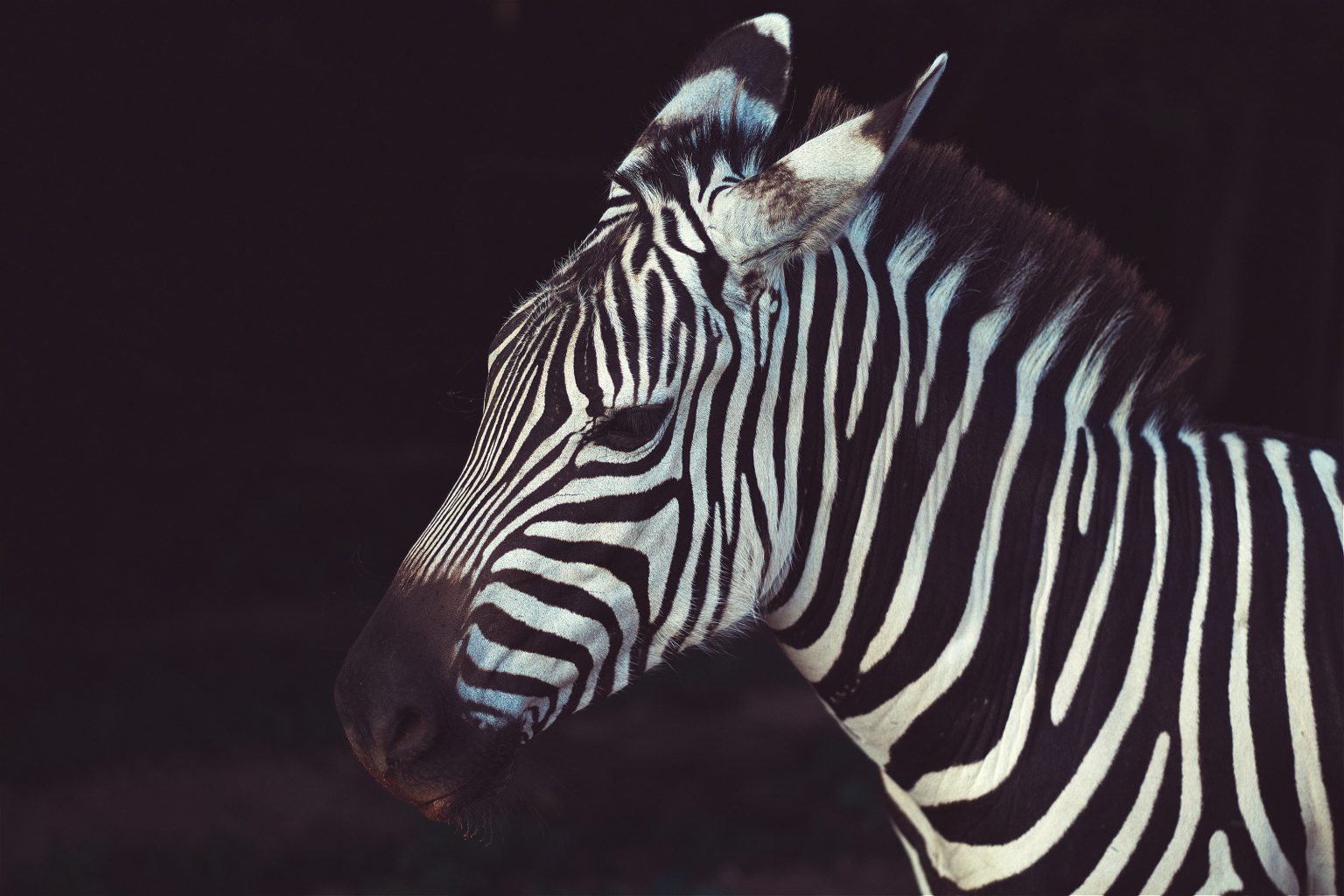 Promote Wildlife Conservation To Your Children Through Traveling