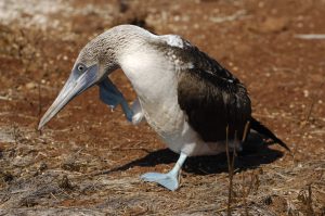Galapagos cruises – beautiful upgrades on small yachts