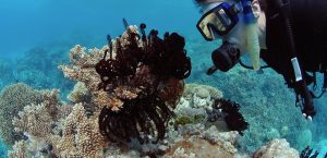 A massive reef was discovered under the Great Barrier Reef