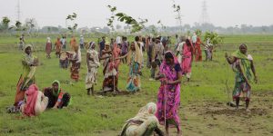India: 50 million trees were planted in just 24 hours