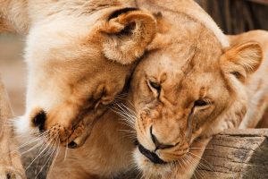 Tourists are in favour of wild animal protection over trophy hunting in South Africa