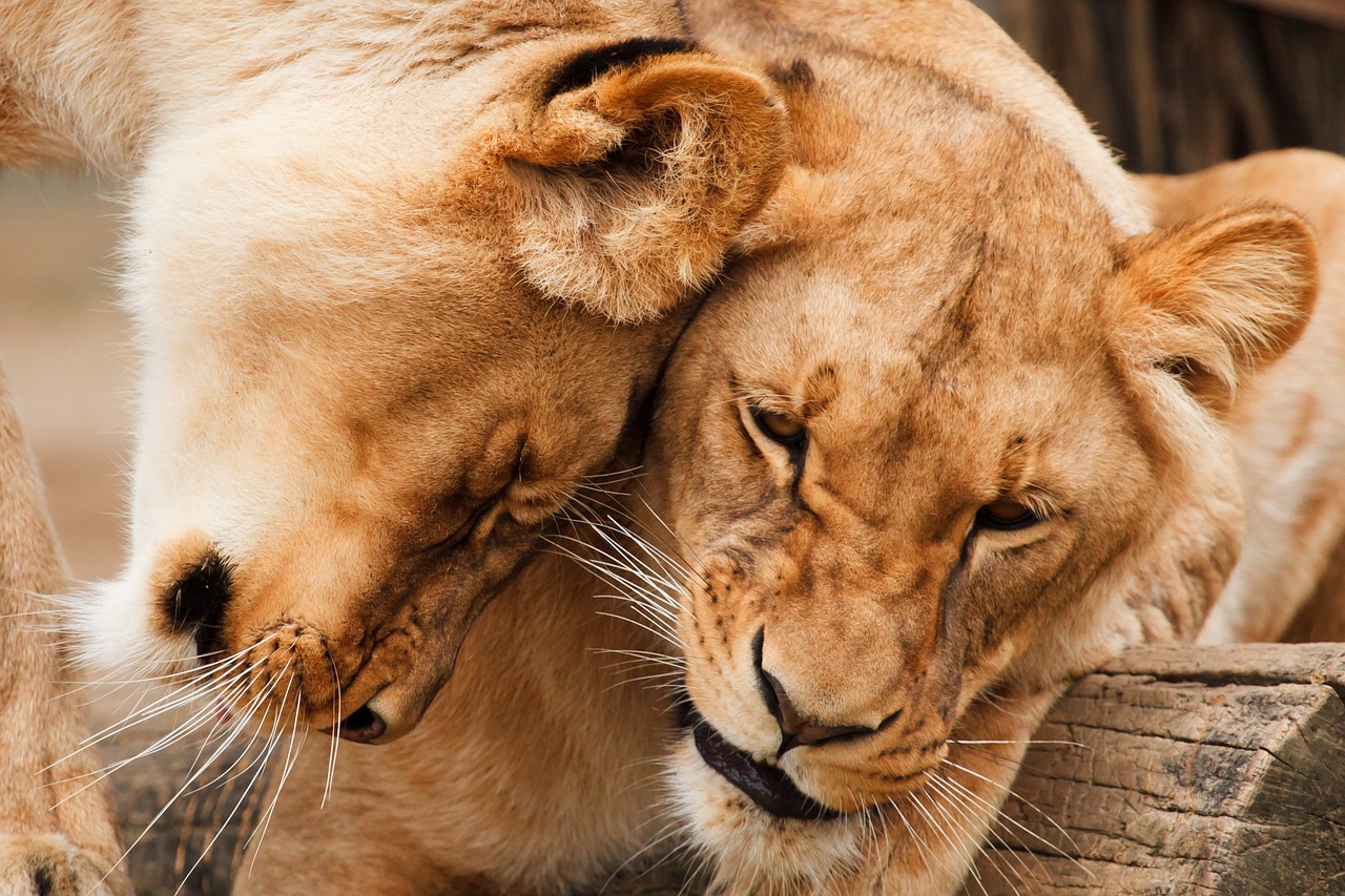 Tourists are in favour of wild animal protection over trophy hunting in South Africa