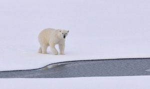 Arctic Kingdom is taking you on a narwhal and polar bear arctic luxury adventure