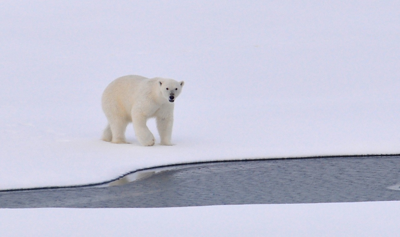 Arctic Kingdom is taking you on a narwhal and polar bear arctic luxury adventure