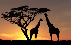 World Travel Awards Africa Nominees in 2016