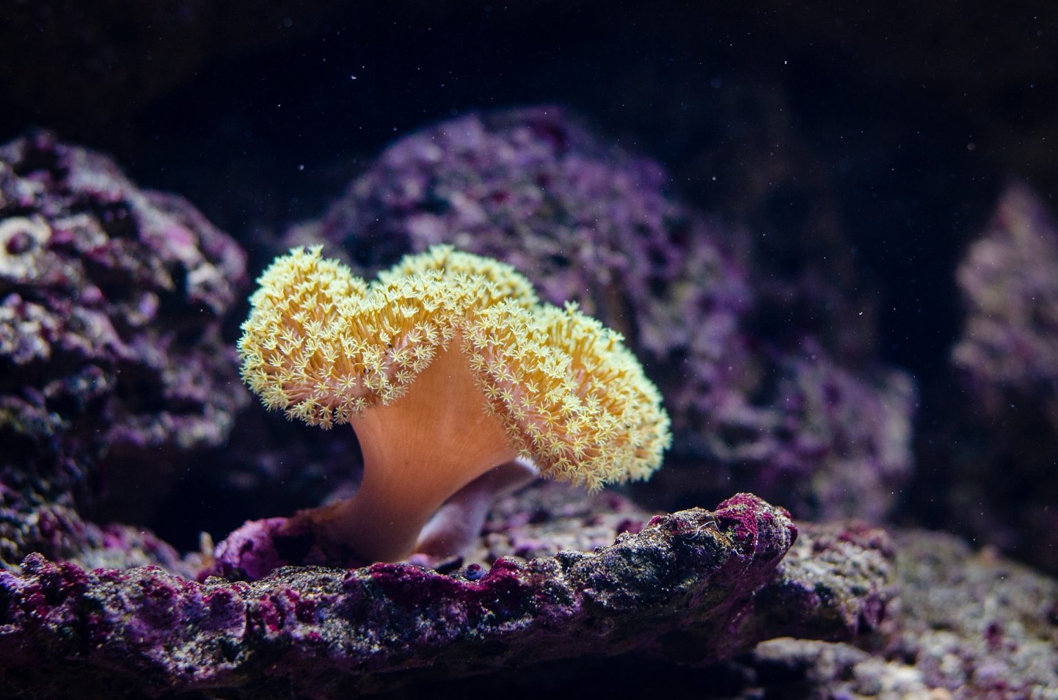 The Great Barrier Reef is affected by bleaching