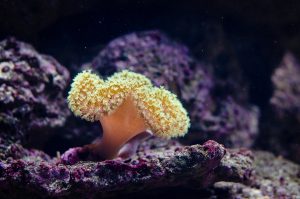 The Great Barrier Reef is affected by bleaching
