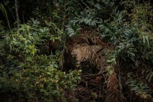 Amazon rainforest to reach critical point