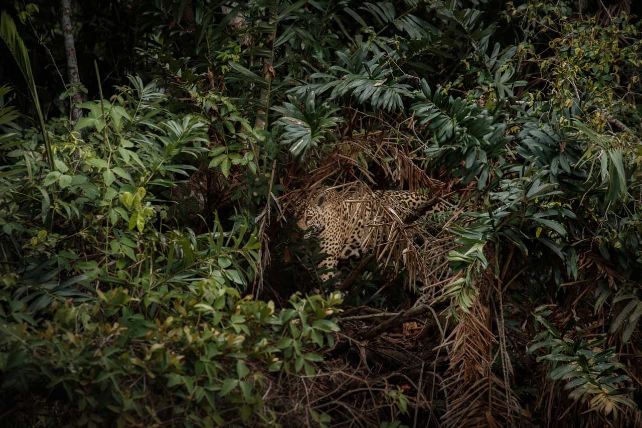 Amazon rainforest to reach critical point