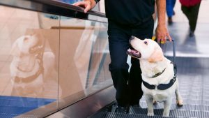 Stress-Free Flying with Pets on Eurowings
