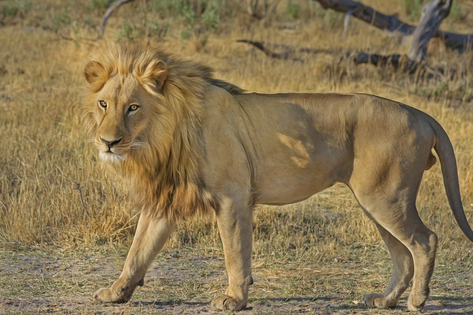 Have a romantic hideaway in Botswana – 7 reasons to visit