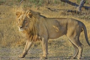 Have a romantic hideaway in Botswana – 7 reasons to visit