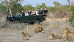Ethical tourism – the importance of wildlife conservation