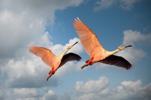 Escapee Zoo flamingo found in Texas over 10 years later