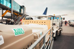 Akasa Air to allow pets on board