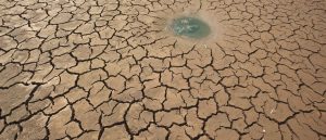 Wildlife in Kenya affected by drought
