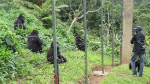 Virginia McKenna Award for Compassionate Conservation 2018 goes to GRACE Director