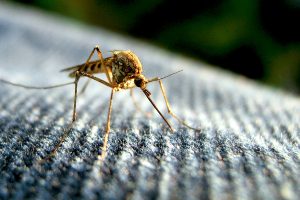 First 2 Zika Cases Recorded in Vietnam