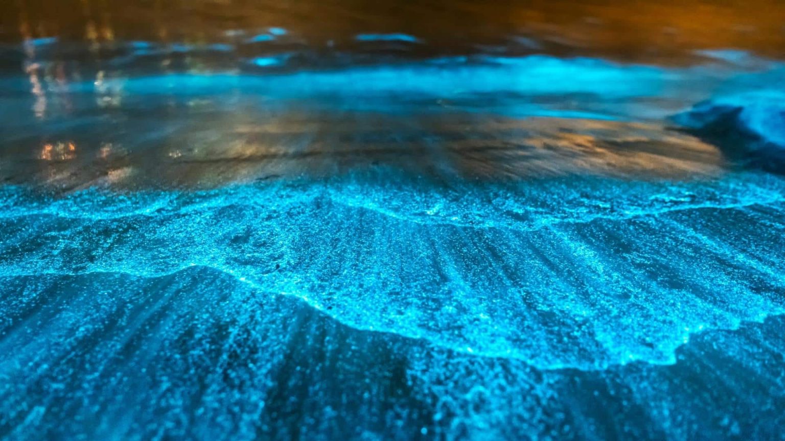 Visit Florida to Experience the Magic of Bioluminescent Kayaking, Turtle Nesting and More