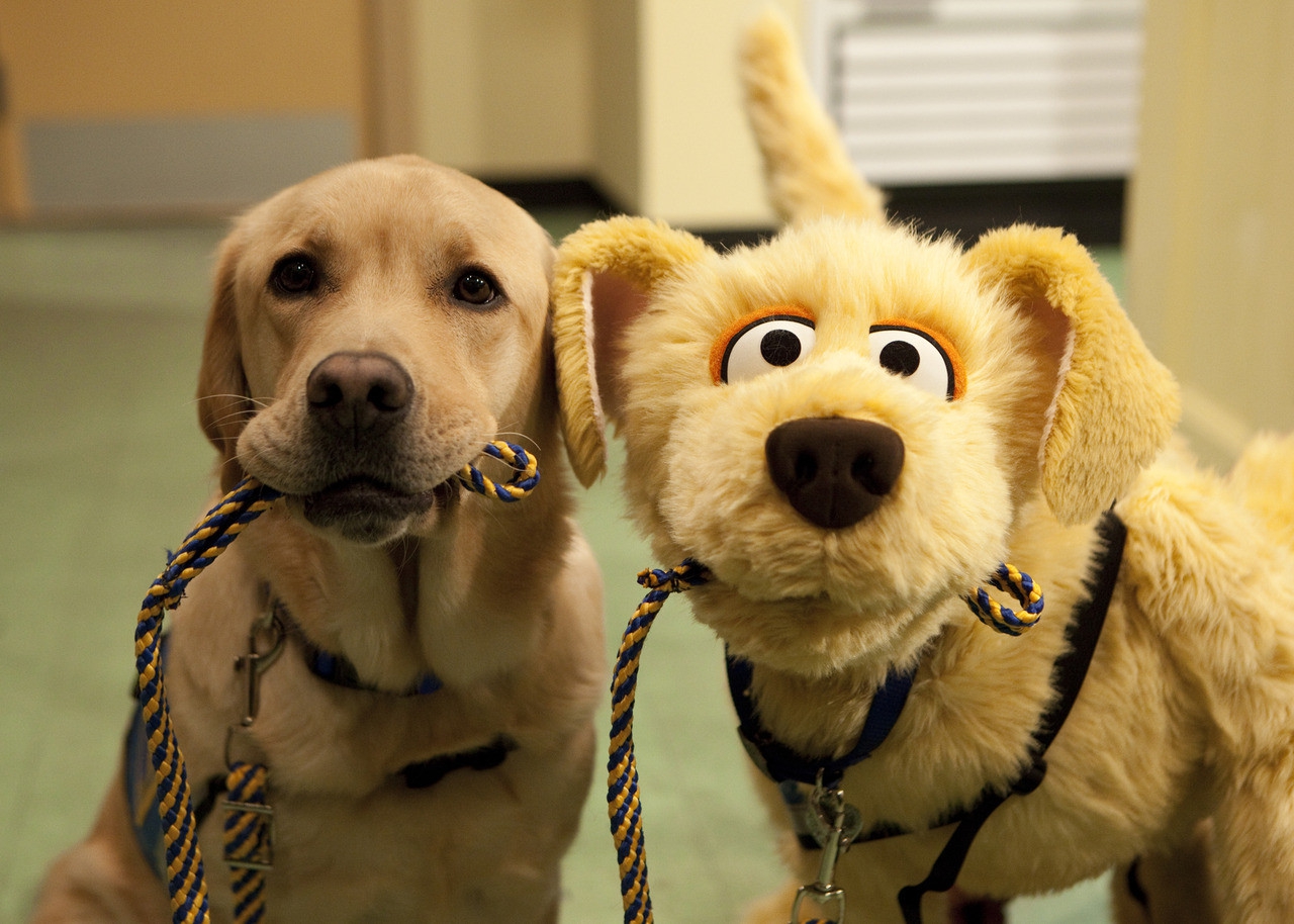 Therapy dogs comfort passengers transiting Connecticut airport