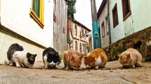 Mallorca: fines against animal feeding