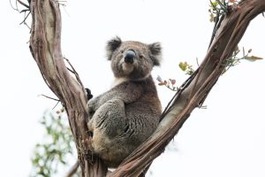 Large parts of Australia endure heatwave, lifting bushfire risk