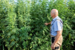 Thailand to put cannabis out of narcotics list