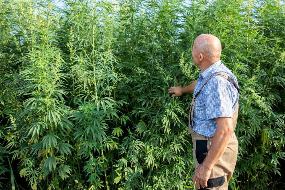 Thailand to put cannabis out of narcotics list
