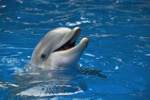 Li’i Was Safely Relocated To SeaWorld San Antonio