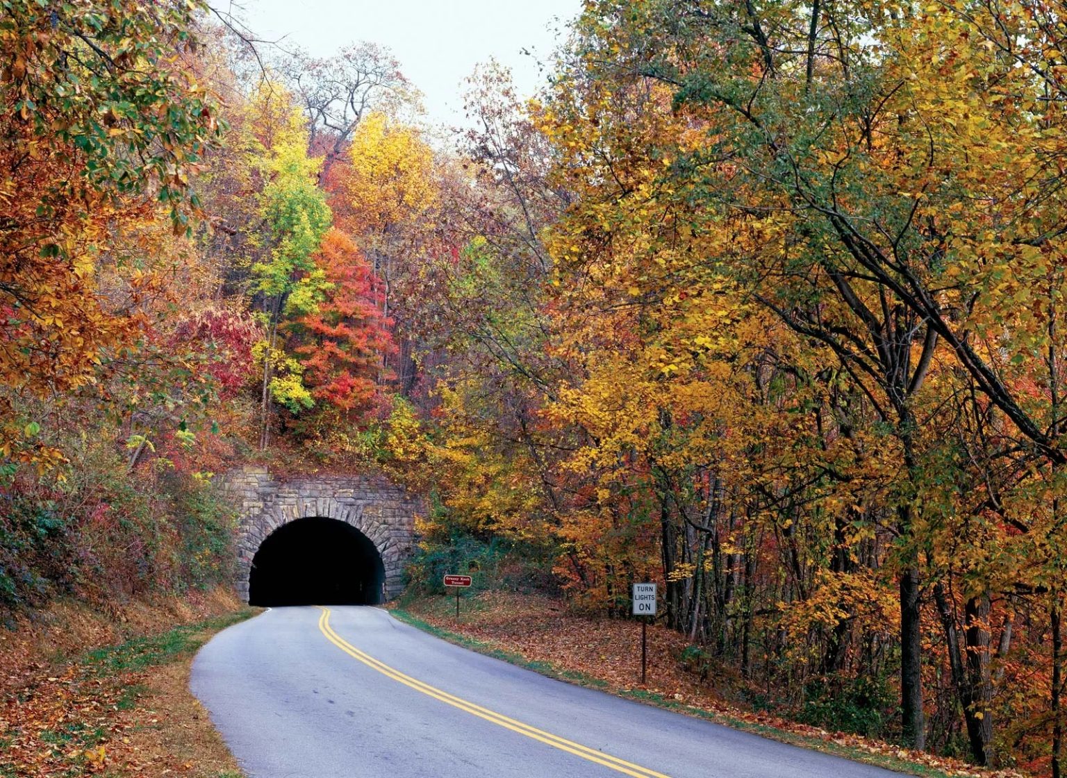 Blue Ridge Parkway Section Closed Due to Bear Feeding and Interaction