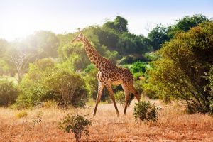 New IDC campaign aims at boosting tourism across South Africa
